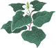 どくだみ